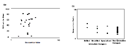 Relative neocortex size in the anthropoid primates compared to (a) percentage of fruit in diet and (b) types of extractive foraging. In none of the two cases a correlation is found (taken from , p.183).