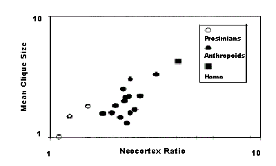 Correlation between the average size of grooming clique compared to neocortex average ratio for primates and anthropoid monkeys such as L.catta, L.fulvus, Propithecus, Indri, S.sciureus, C.apella, C.torquatus, A.geoffroyi, A.fusciceps, P.badius, P.entellus, P.pileata, P.johnii, C.campbelli, C.diana, C.aethiops, C.mitis, E.patas, M.mulatta, M.fuscata, M.arctoides, M.sylvana, M.radiata, P.anubis, P.ursinus, P.cynocephauls, P.hamadryas, T.gelada, P.troglodytes, P.paniscus (, p. 186).